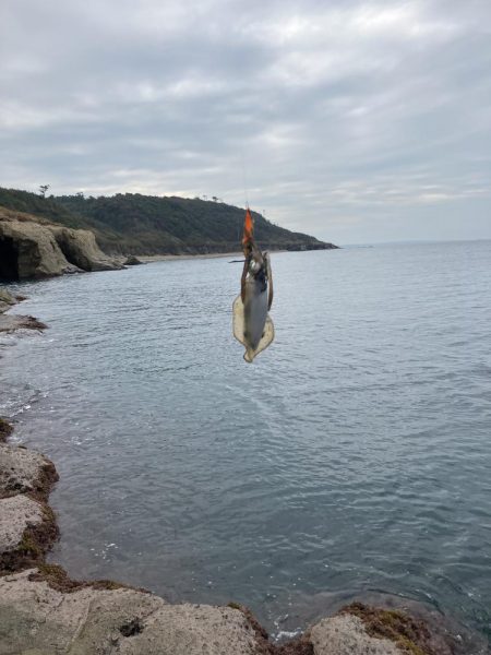 初デイ　アオリイカ