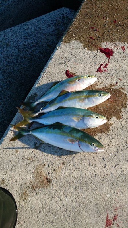 やっと青物釣れ始めました