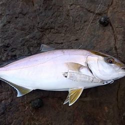 ネリゴ 釣れてます。