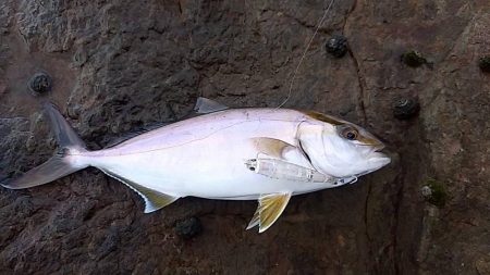 ネリゴ　釣れてます。