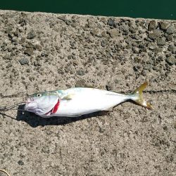 青物釣行