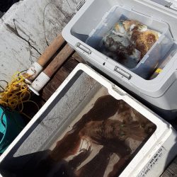 成長したアオリイカ