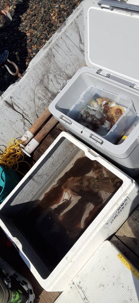 成長したアオリイカ