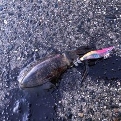 朝マヅメエギング