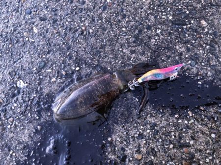 朝マヅメエギング