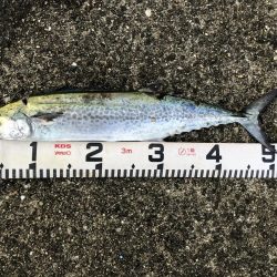 青物祭りやぁ‼︎