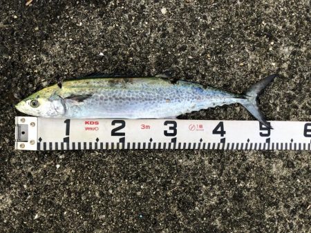 青物祭りやぁ‼︎