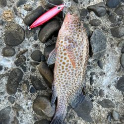 ツバス〜ツバスはいらんかえ〜⁉️オオモンハタもつけるよ❗️