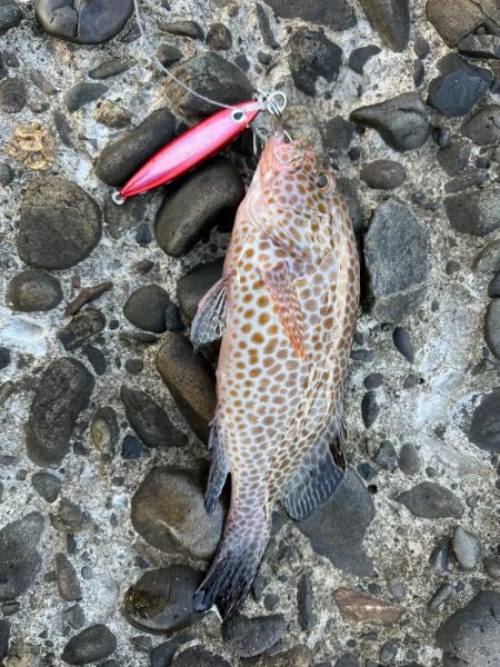 ツバス〜ツバスはいらんかえ〜⁉️オオモンハタもつけるよ❗️