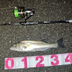 信頼できるフェザーでセイゴ3匹