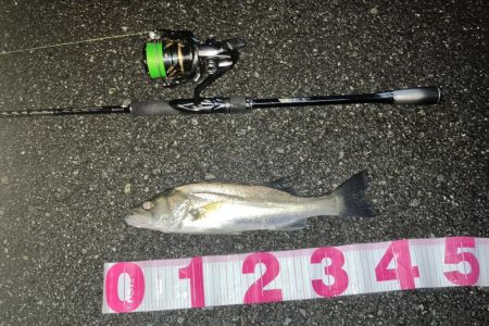 信頼できるフェザーでセイゴ3匹