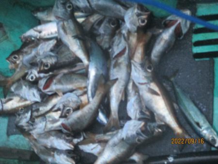 黒ムツ、花鯛、ホウボウ