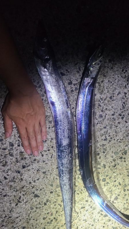 タチウオ開幕！