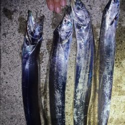 夕マヅメの時合いで