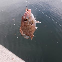 エギング&ハギング