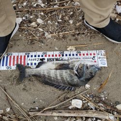 初めて釣れました