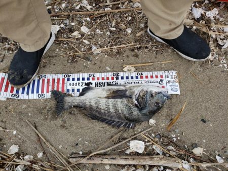 初めて釣れました