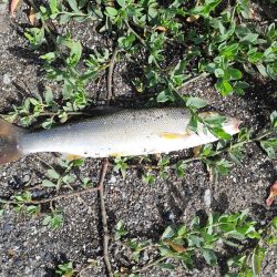 カワハギリベンジ