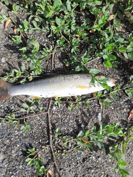 カワハギリベンジ