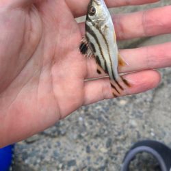 まったりハゼ釣り