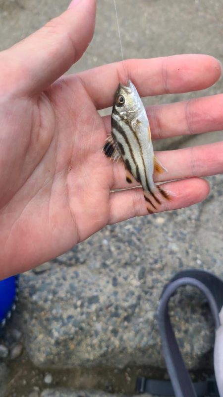 まったりハゼ釣り