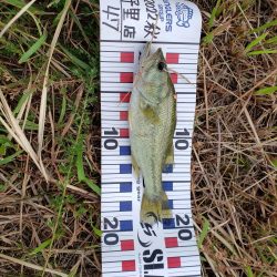 野池で小バス釣り