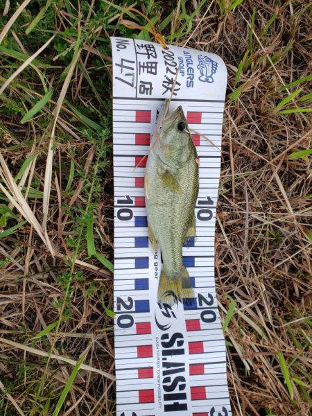 野池で小バス釣り