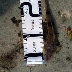 9月ようやく1匹目