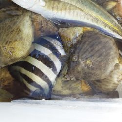 尺アジリベンジ