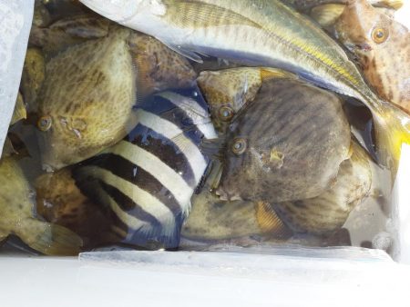 尺アジリベンジ