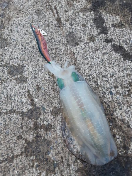 イカの気持ち１