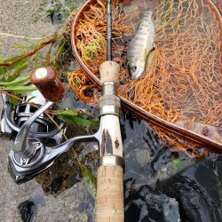 台風後を期待して