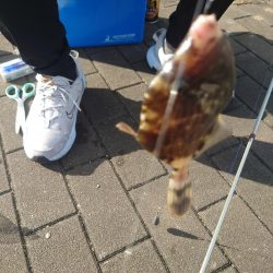 コスモスクエアでカワハギ