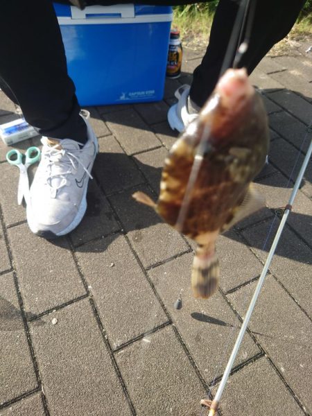 コスモスクエアでカワハギ