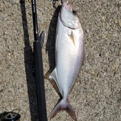 ツバス シオゲットです