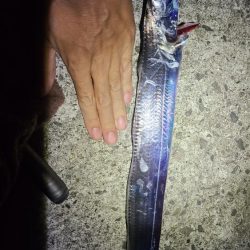 釣れるかもしれない！