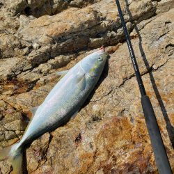 久々にメジった