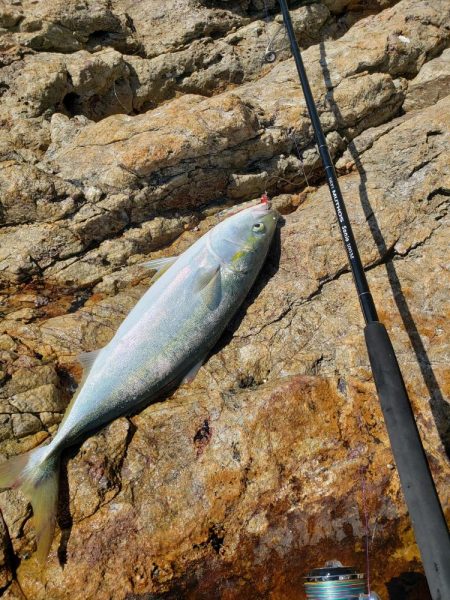 久々にメジった