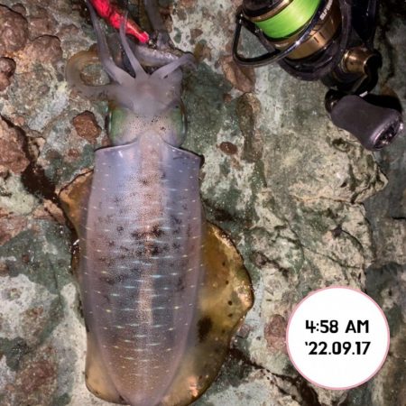 エギング朝まづめ