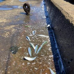 マイワシ大群乱舞するが