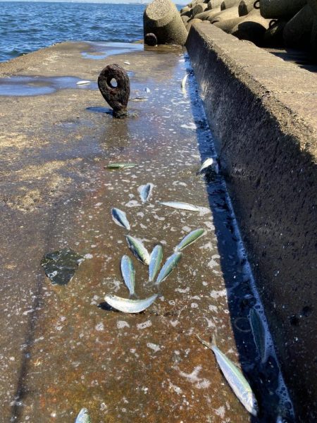 マイワシ大群乱舞するが