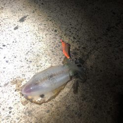 9/11 西舞鶴　爆釣20杯夜イカ
