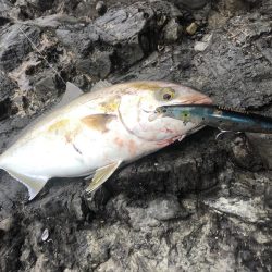 シーバス狙いの合間にシオ