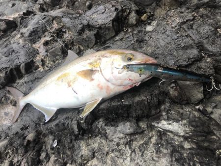 シーバス狙いの合間にシオ