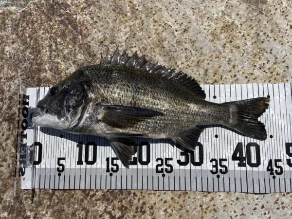 イチノ兄弟、釣果！