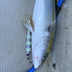 メジロクラスまで