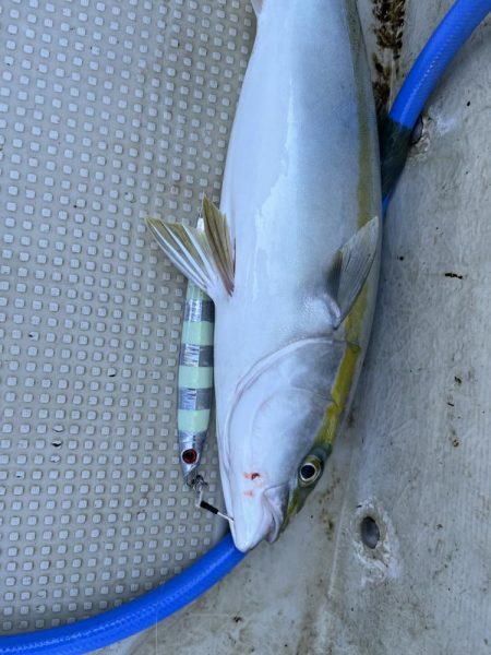 メジロクラスまで