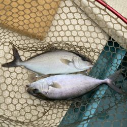 伊島周辺でシオ