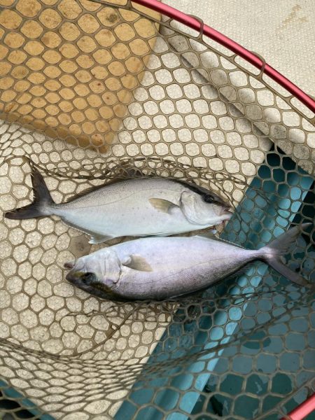 伊島周辺でシオ