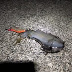 ナイトエギング